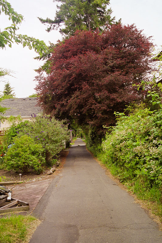 Laneway photograph