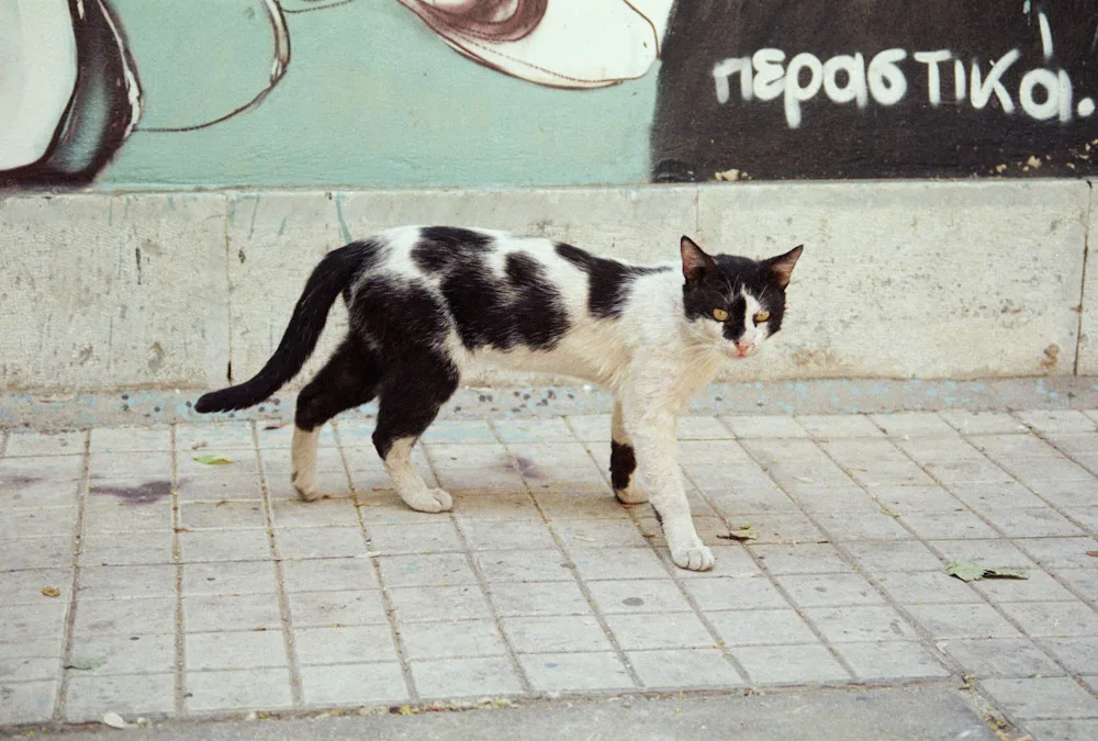 A photograph by Ali Bosworth in the selection Athens