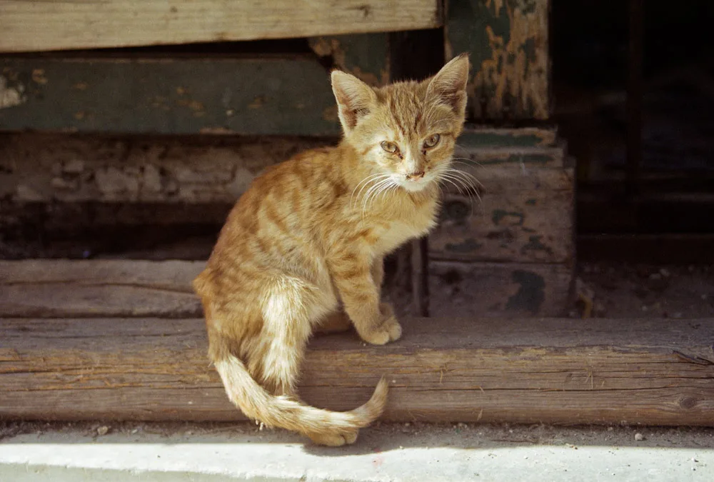 A photograph by Ali Bosworth in the selection Athens