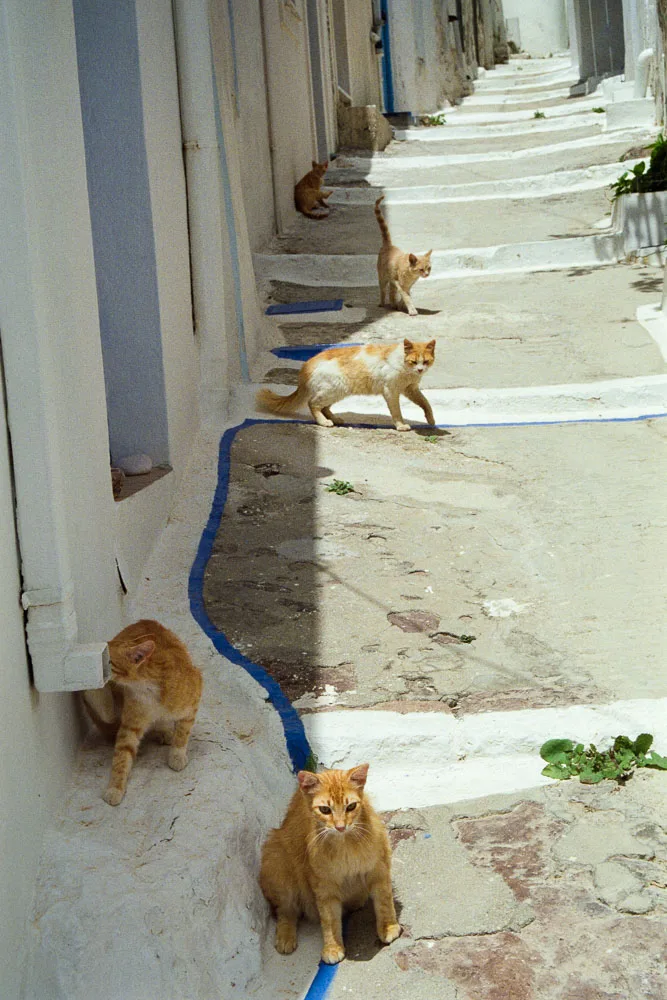 A photograph by Ali Bosworth in the selection Milos