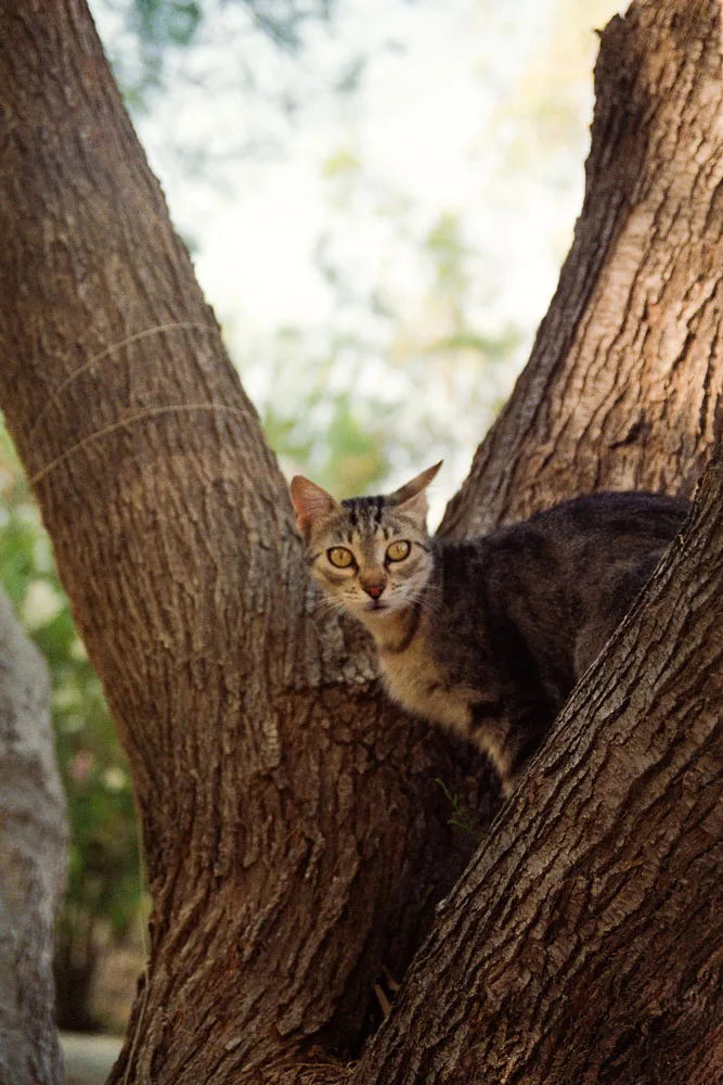 A photograph by Ali Bosworth in the selection Serifos