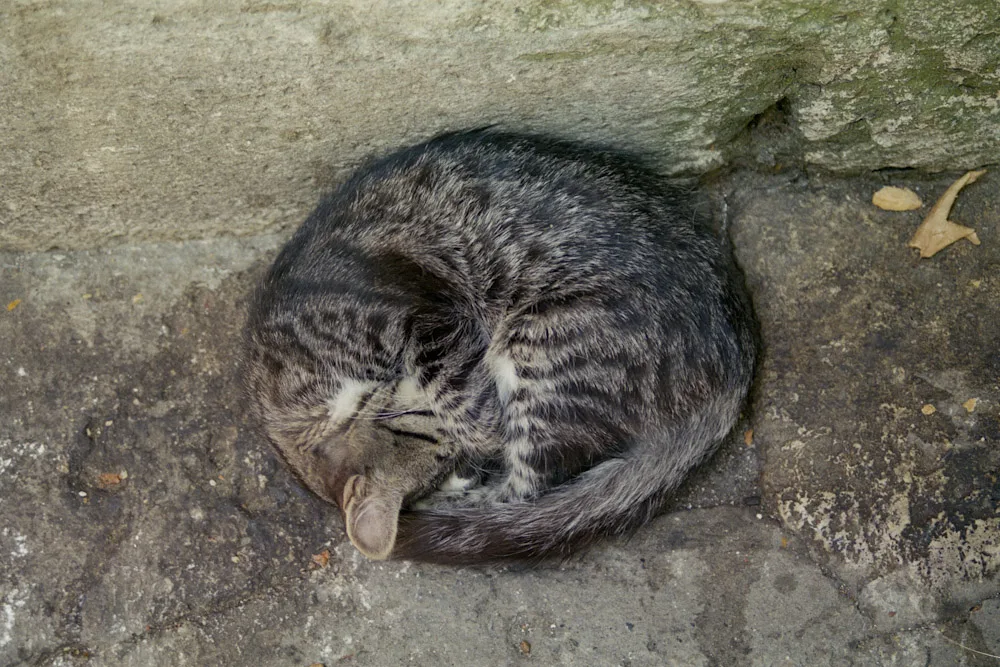 A photograph by Ali Bosworth in the selection Istanbul