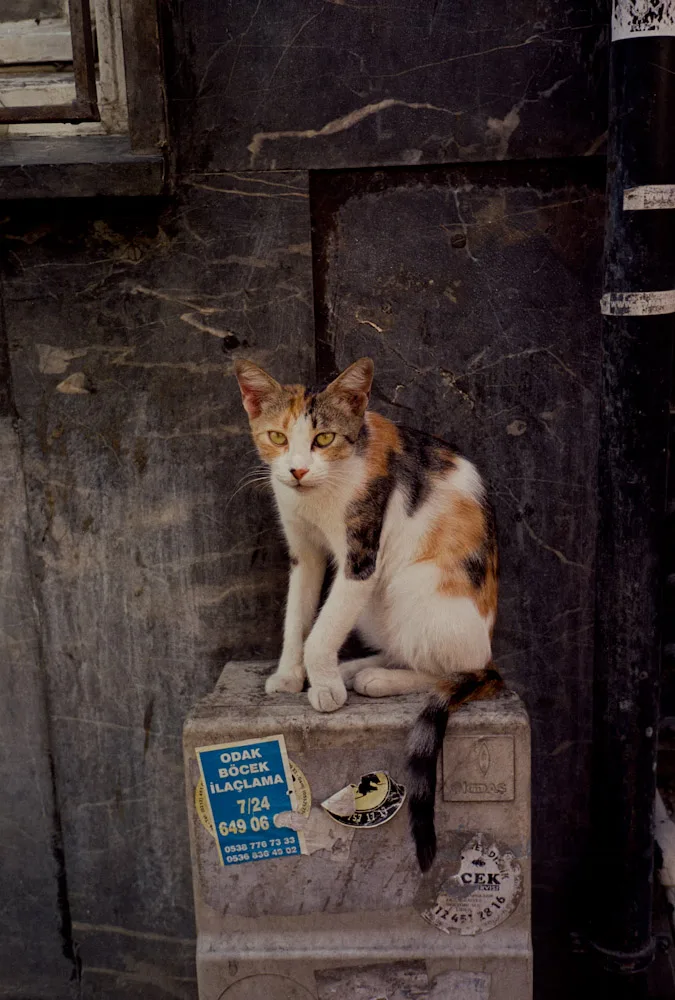 A photograph by Ali Bosworth in the selection Istanbul