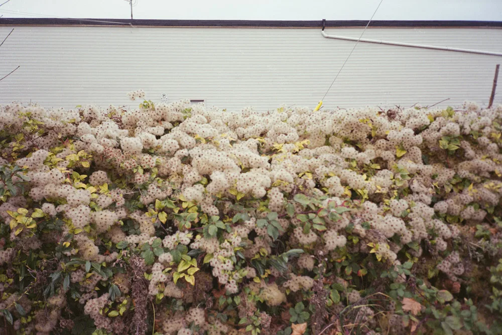A photograph by Ali Bosworth in the selection Fall 2009