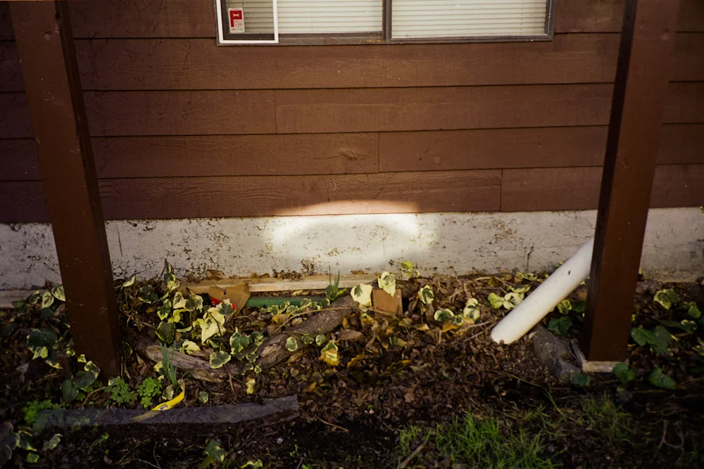 A photograph by Ali Bosworth in the selection Spring 2010