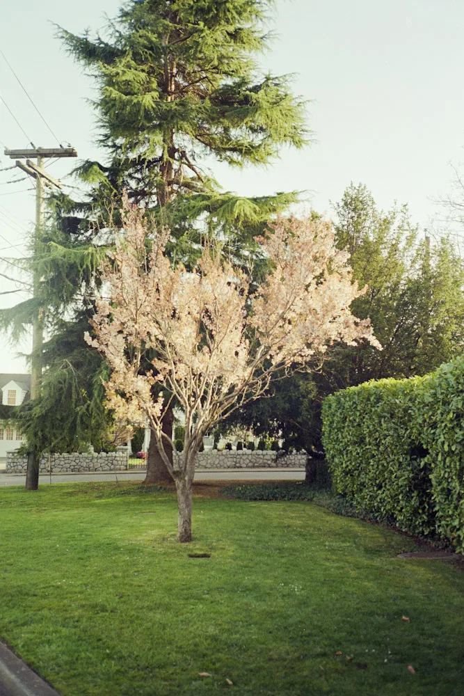 A photograph by Ali Bosworth in the selection Spring 2010