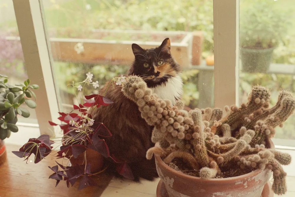 A photograph by Ali Bosworth in the selection Spring 2010