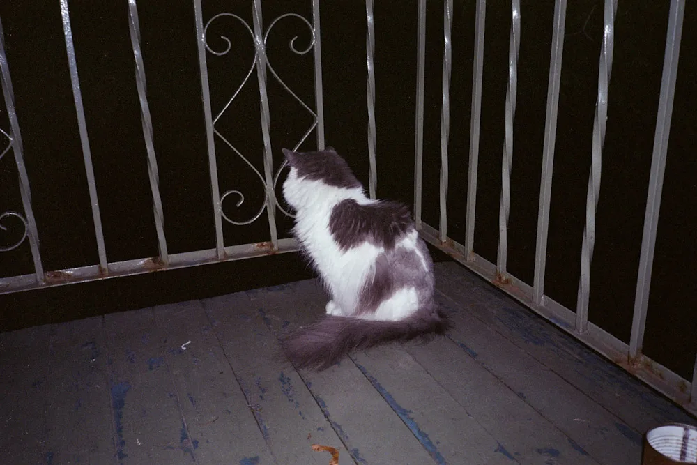 A photograph by Ali Bosworth in the selection Montreal