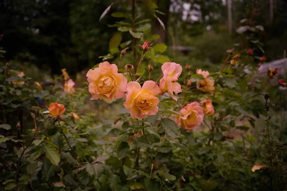 A photograph by Ali Bosworth in the selection Fall 2011