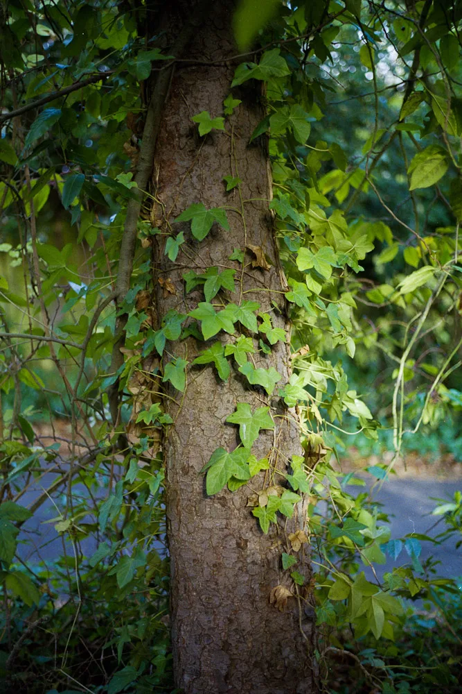 A photograph by Ali Bosworth in the selection Fall 2011