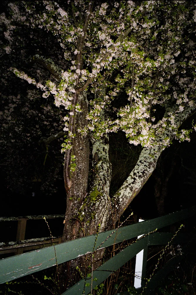 A photograph by Ali Bosworth in the selection Spring 2012