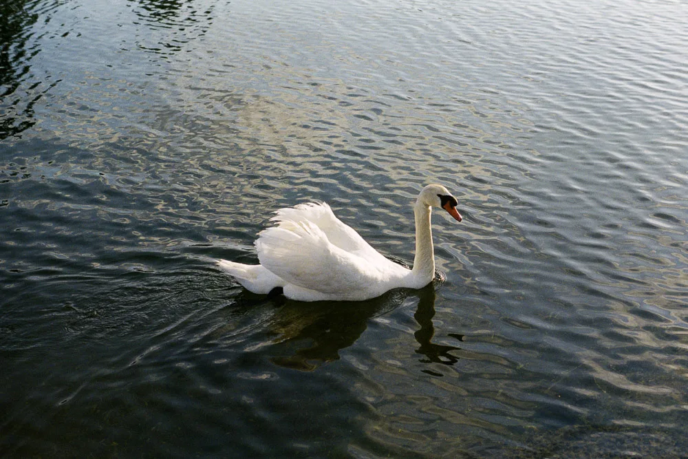 A photograph by Ali Bosworth in the selection Spring 2012
