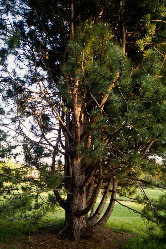 A photograph by Ali Bosworth in the selection Spring 2012