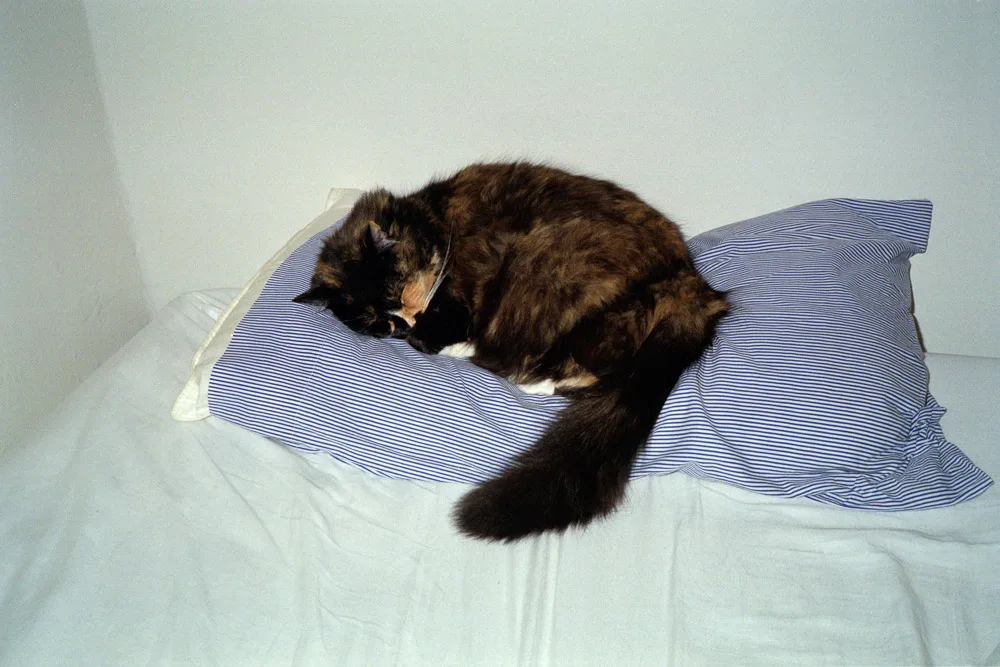 A photograph by Ali Bosworth in the selection Winter 2012