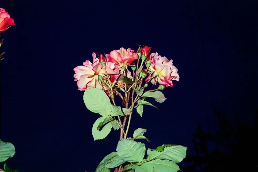 A photograph by Ali Bosworth in the selection 2013 - Selection C
